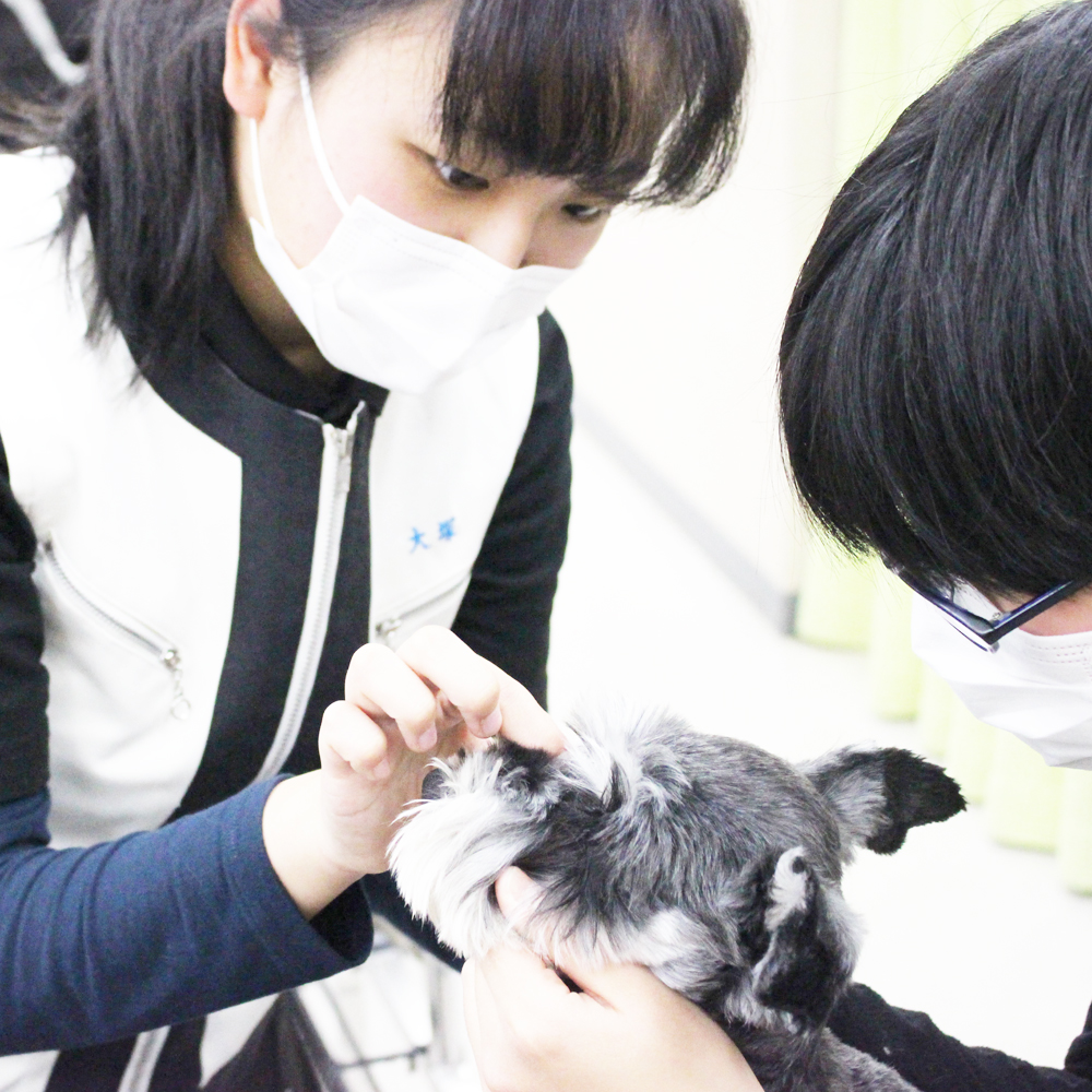 ２年生の動物看護実習
